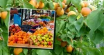 România, în topul producătorilor de fructe din UE. Ce fruct ne aduce în prim-plan și cât plătesc românii pentru un kilogram. Producția s-a dublat față de anul trecut