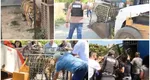 Descinderi de amploare la menajeria de unde Dani Mocanu și-a procurat animale exotice. Animalele au fost ridicate și trimise la grădina zoologică