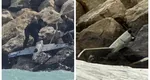 Fragment de dronă găsit pe plaja din Costinești, la o zi după ce găsirea unei drone a dus la închiderea plajei și evacuarea turiștilor
