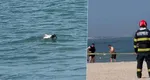 Alertă în zona Loft din Mamaia! O dronă a fost găsită în apă, iar autoritățile au intervenit de urgență