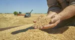 România, producție uriașă de grâu și porumb în 2026. Ce arată datele