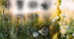 Horoscop 12 august 2026. Noi începuturi și decizii curajoase pentru anumite zodii