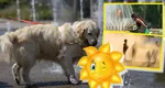 Alerte cod galben de caniculă emise de ANM. De luni seară, vor fi vijelii şi ploi, iar temperaturile vor scădea cu 10-12 grade