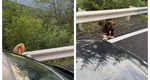 Românii inconştienţi hrănesc urşii în ciuda amenzilor uriaşe: „Haida, mănâncă. Aşa, băiatul!” VIDEO