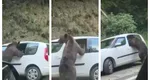 Mașină vandalizată de urs pe Transfăgărășan. Scene șocante surprinse de un turist