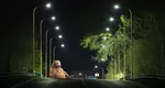 O comună din Buzău întrerupe iluminatul public pe perioadă nedeterminată. Localitatea care urmează să rămână în beznă este frecvent „vizitată” de urși