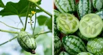 „Victor”, noul castravete vedetă cu aspect de pepene în miniatură! Leguma omologată în România apare, în premieră, pe piață