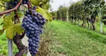 Vinul românesc, pe harta investițiilor europene. Peste 11 milioane de euro sunt puse la dispoziția sectorului vitivinicol din România