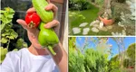 Andreea Marin, imagini noi din propria grădină. Cum arată colțul de rai al vedetei la început de toamnă: „Parfumuri și culori”