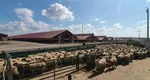 Nereguli grave la ANSVSA: Bilanțuri false și despăgubiri fictive pentru porci, descoperite de Curtea de Conturi