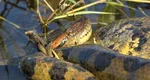 Descoperire neobișnuită pe malul Dunării. A fost găsit un șarpe anaconda uriaș: ”Era mai lung decât șerpii pe care îi avem aici”