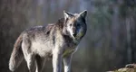 Lupii dau târcoale unui sat din Hunedoara. Localnicii terorizaţi cer măsuri radicale, ca în cazul urşilor
