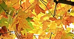 Prognoza meteo. Cum va fi vremea în aceată toamnă, ce ne așteaptă în weekend. Anunțul de ultimă oră făcut de directorul ANM