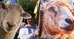 Cum vor autoritățile să deblocheze exporturile de oi. Când începe campania de vaccinare