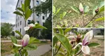 Fenomen ciudat în Oradea: mai multe magnolii au înflorit la finalul lunii august. Explicațiile biologilor: „Confuzie hormonală cauzată de climă”