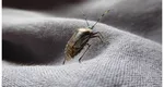 Cum poți scăpa de ploșnițele urât mirositoare care încearcă să își găsească adăpost în case la începutul toamnei