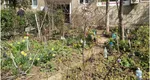 Când și cum se pot planta copaci în grădina blocului. Gestul care îți poate aduce amenzi usturătoare