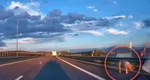 Imagini inedite cu un porc plimbându-se pe A1! Animalul a scăpat din remorcă și a ajuns pe banda de urgență. Șoferul a fost găsit de Poliție și amendat