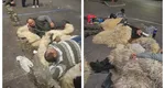 Protestul crescătorilor de animale continuă și miercuri. Ciobanii au dormit în Piața Victoriei