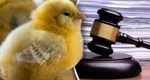 Poliția i-a confiscat unui bărbat 437 de pui, în timpul pandemiei COVID. Fermierul și-a cerut păsările înapoi, iar magistrații i-au dat câștig de cauză