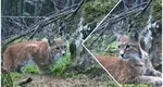 Imagini rare cu un râs surprins în Suceava. Felina a fost filmată în timp ce stătea la pândă