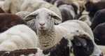 Se dau bani pentru crescătorii de ovine. Fermierii ar putea primi de la stat până la 50.000 de euro