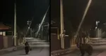 Prezența unui urs, semnalată pe raza localităților Rădășeni și Fălticeni din județul Suceava. Autoritățile au emis mesaje RO-Alert. VIDEO