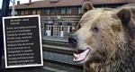 Alertă în Câmpina! Un urs a fost văzut în apropierea unui supermarket din oraș. Autoritățile au emis mesaj RO-Alert