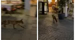 O vulpe a creat haos în Centrul Vechi al Capitalei. Animalul sălbatic a alergat dezorientat printre mesele teraselor și printre turiști