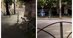 O vulpe a fost filmată la kilometrul 0 al Capitalei VIDEO