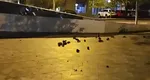 Invazie de şobolani în Bucureşti: ”Cine zice că Bucureştiul nu are viaţă de noapte?”