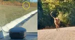 Bărbat din Bihor, atacat de un cerb în plină stradă. A ajuns la spital după ce a fost târât de animal pe o distanță de aproximativ 50 m. VIDEO