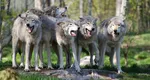 O localitate din Buzău, invadată de lupi. Fiarele intră în curți și le omoară animalele: ”Mi-au luat vreo patru căini. Se repede în oi, în capre”