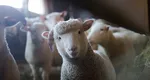 Vaccinurile pentru oi și capre ajung în România cu întârziere. Comisia Europeană anunță când vor fi expediate