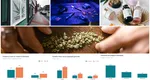 România, între droguri și dezbaterea legalizării. O generație expusă, un sistem de ajutor tot mai puțin accesat și lecțiile Europei