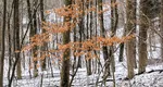 De la vară la iarnă. Vremea se răcește în toată țara și vin ploile. La munte se anunță lapoviță și ninsoare – prognoza meteo actualizată