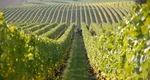 Francezii renunță la vița de vie în favoarea arborilor de fistic: „Nu avem de ales decât să ne reinventăm”