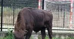Zimbru de peste 800 de kilograme, ucis de braconieri la Bistriţa. Fusese recolat din Suceava VIDEO