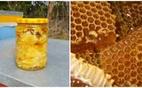 Ce este Căpăceala, leacul miraculos, obținut de apicultori. Antibioticul natural care vindecă o serie de afecțiuni