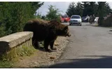 Ministrul Mediului, anunţul care îi sperie pe români: „Avem peste patru mii de urşi. Au ajuns în judeţe în care nu au mai fost văzuţi până acum”