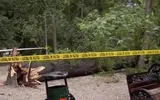 Clipe de groază în Parcul Cişmigiu. Un copac înalt de peste 10 metri a căzut peste un loc de joacă. „S-ar fi prăbuşit peste copii. Toţi fugeau şi ţipau”
