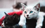 Ghid practic pentru iubitorii de feline: în ce zone detestă pisicile să fie atinse
