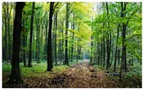 Romsilva anunţă că a crescut numărul pădurilor cu certificare internaţională deţinute de stat
