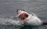Cel mai sângeros atac al rechinilor, din istorie: Se crede că au ucis până la 150 de marinari americani, în patru zile
