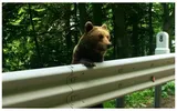Urşii de pe Transfăgărăşan şi la Predeal, pericol pentru turişti. Cum a reacţionat un pui când a dat nas în nas cu o turistă
