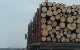Ungaria ar putea interzice exportul de lemn de foc, după ce Ucraina a întrerupt livrarea de petrol rusesc prin conducta Drujba