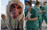 Variola maimuţei provoacă isterie în lume, zeci de animale au fost ucise. OMS încearcă să salveze viaţa maimuţelor: „Transmiterea are loc între oameni”