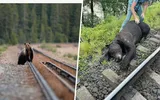Urs lovit de tren în apropiere de Călimăneşti