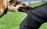 Un copil de 9 ani, din sectorul 1 al Capitalei, a ajuns la spital după ce a fost muşcat de cap, trunchi şi membre de câinele unei vecine