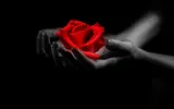 Horoscop dragoste iunie 2023. Planeta iubirii, Venus, se muta in stralucitorul Leu. Ce aduce in amor zodiilor?